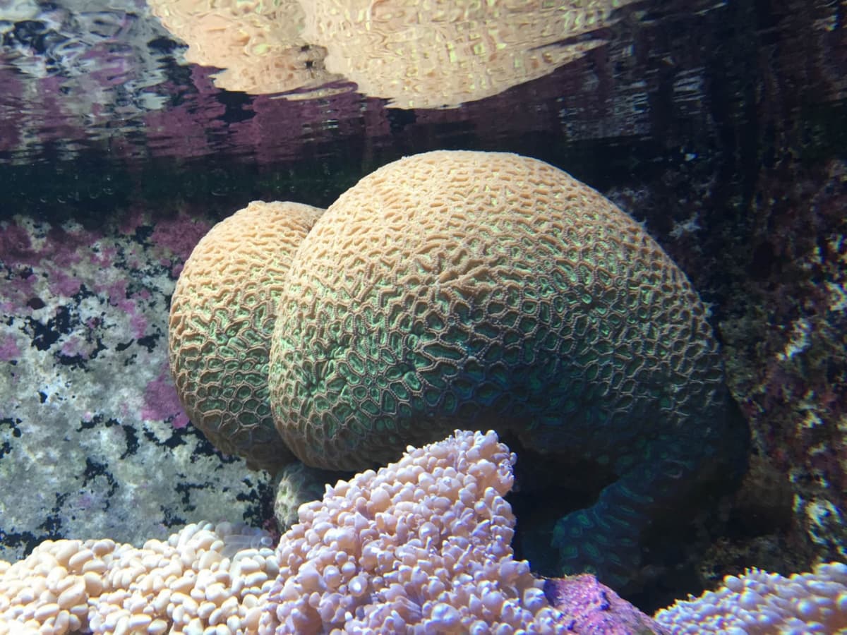 Underwater World Langkawi Ticket