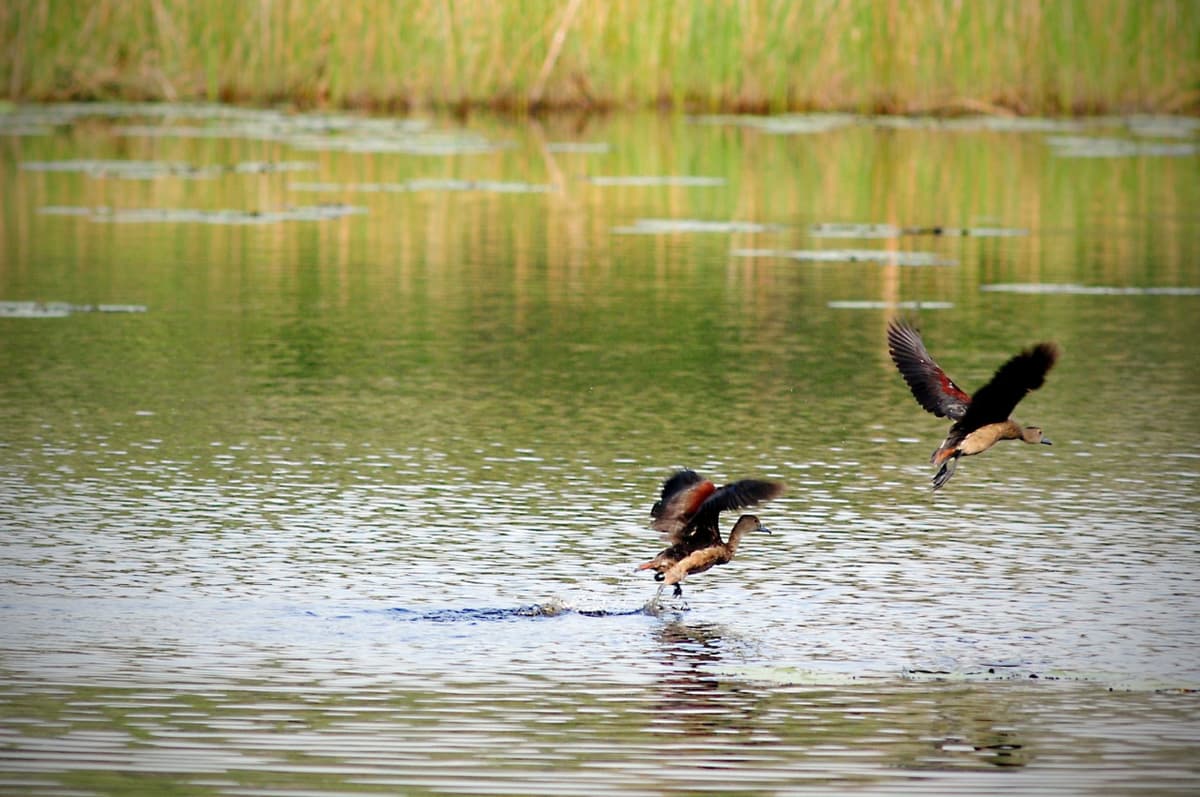 Paya Indah Discovery Wetlands Experience at Gamuda Cove