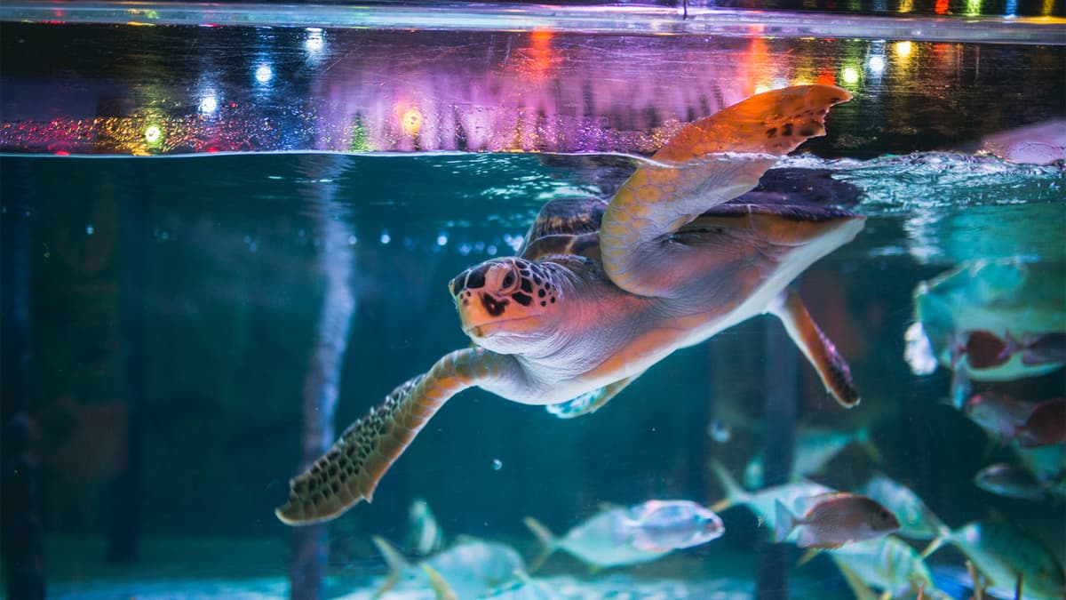 SEA LIFE Bangkok Ocean World Ticket