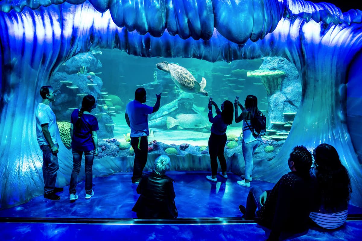 SEA LIFE Sydney Aquarium Direct Entry Ticket
