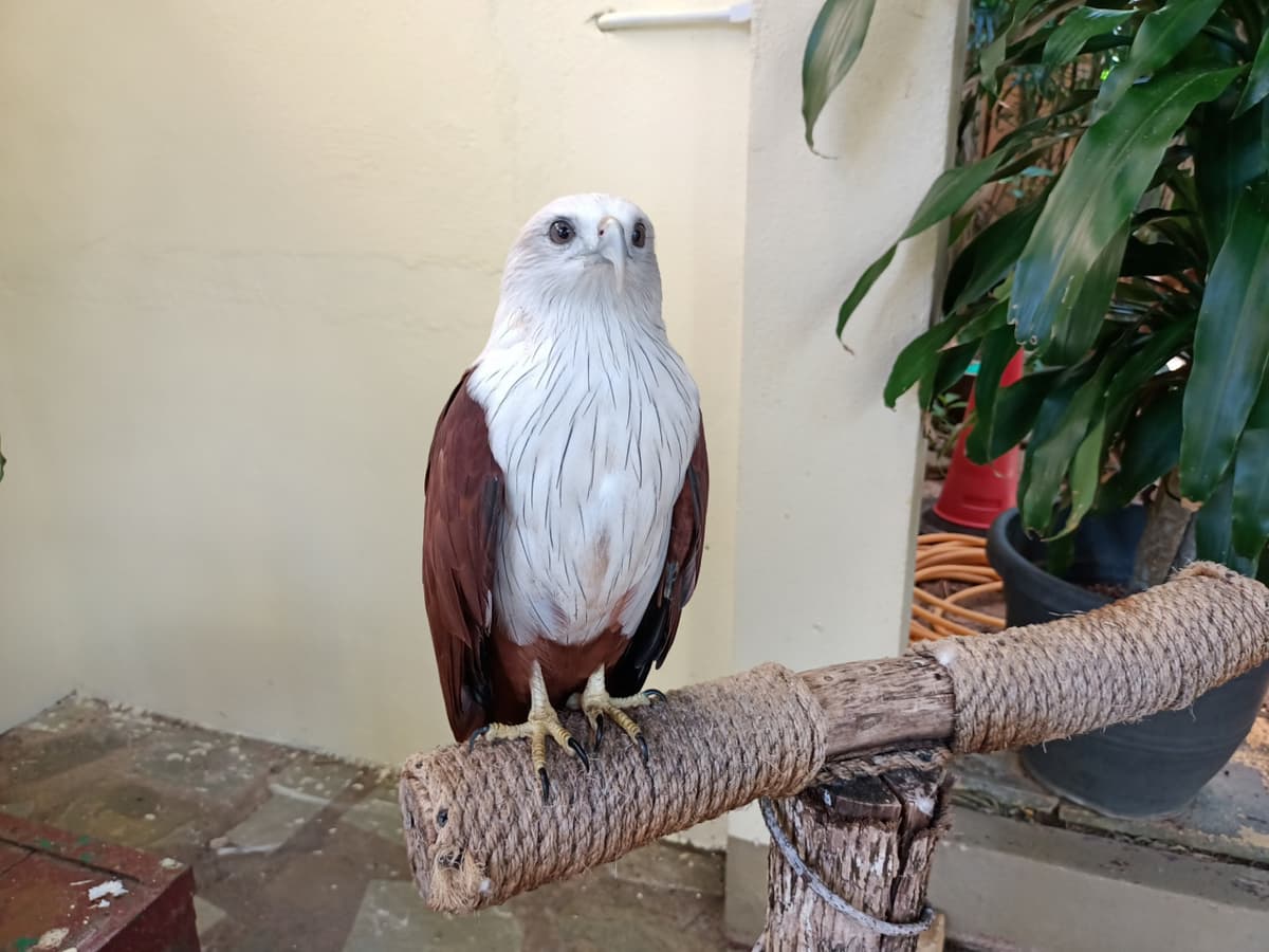 Langkawi Wildlife Park