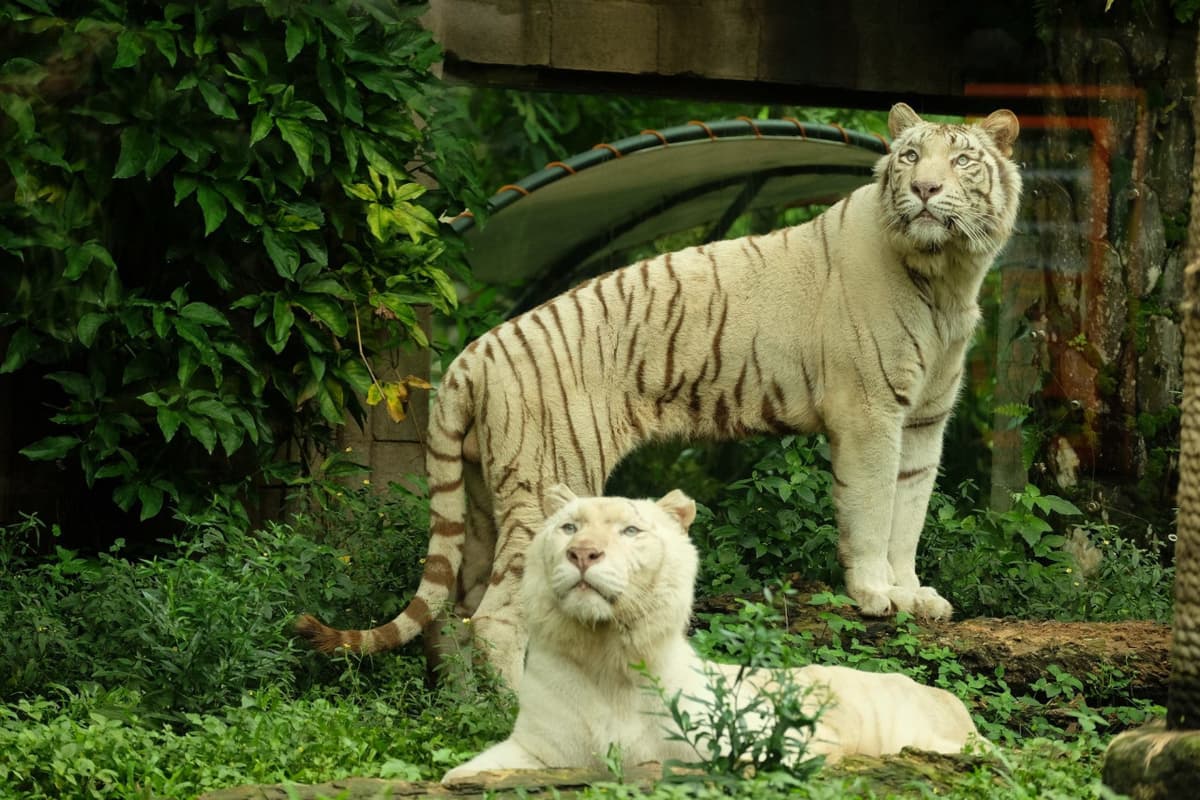 Bali Safari Park Ticket