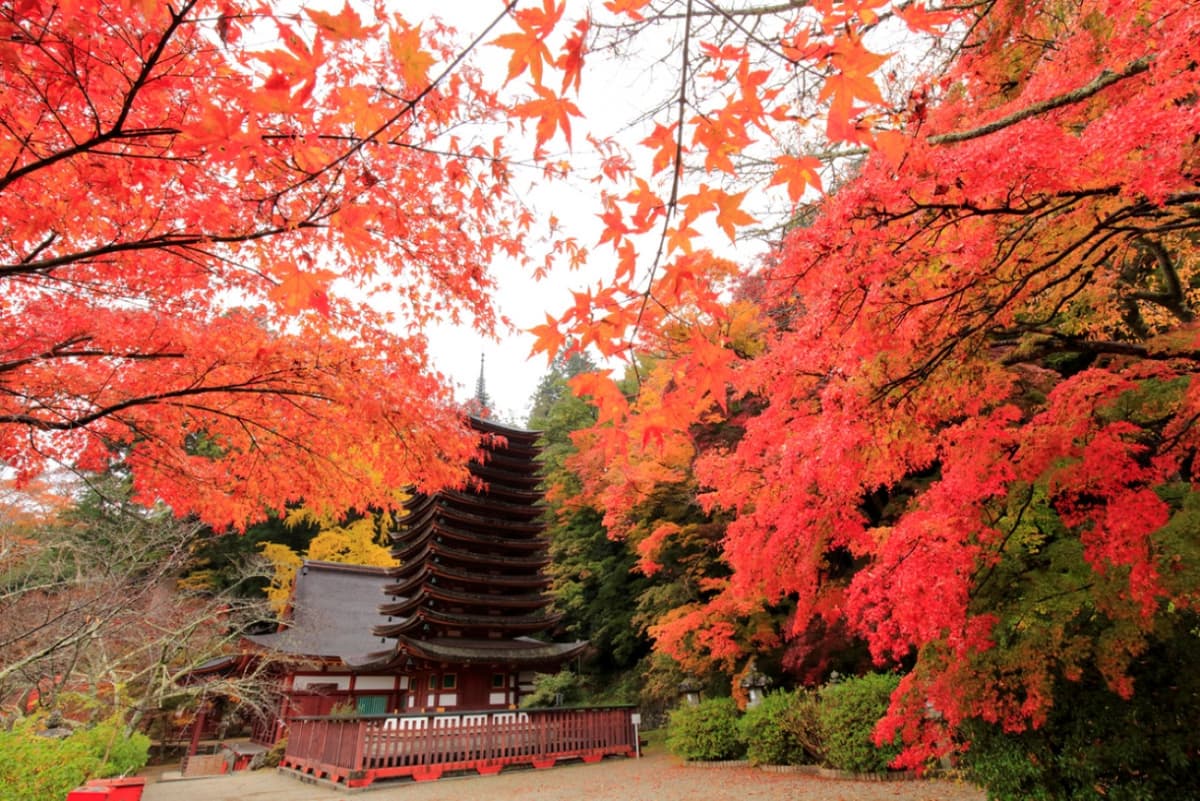 Kintetsu Rail Pass - Train & Bus Pass in Osaka, Nara, Kyoto, Mie (Ise Shima), Nagoya