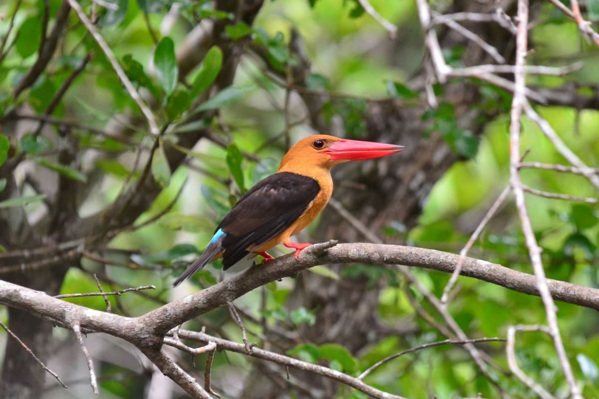 Langkawi Mangrove Cruise and Snorkeling