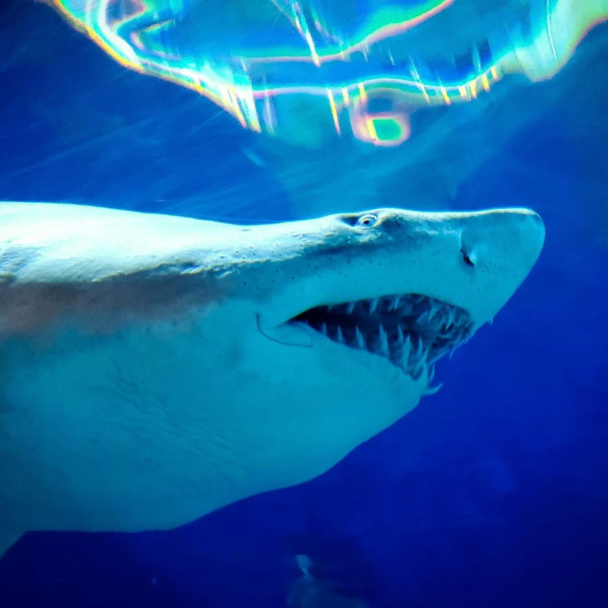 Downtown Aquarium Denver Ticket