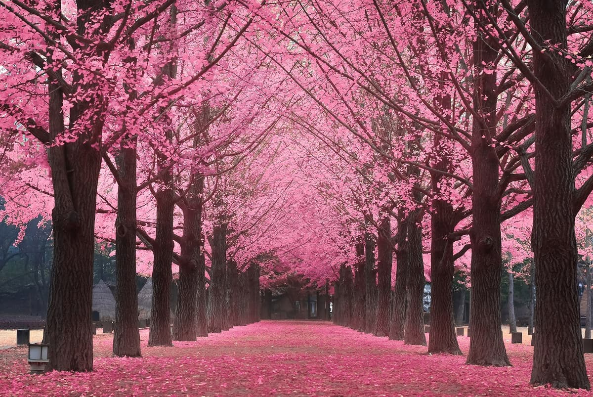 Nami Island, Petite France, Italian Village, and Gangchon Rail Bike Tour from Seoul
