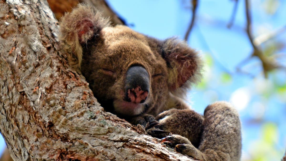 Kangaroos and Koalas Tour with Morning Tea from Gold Coast