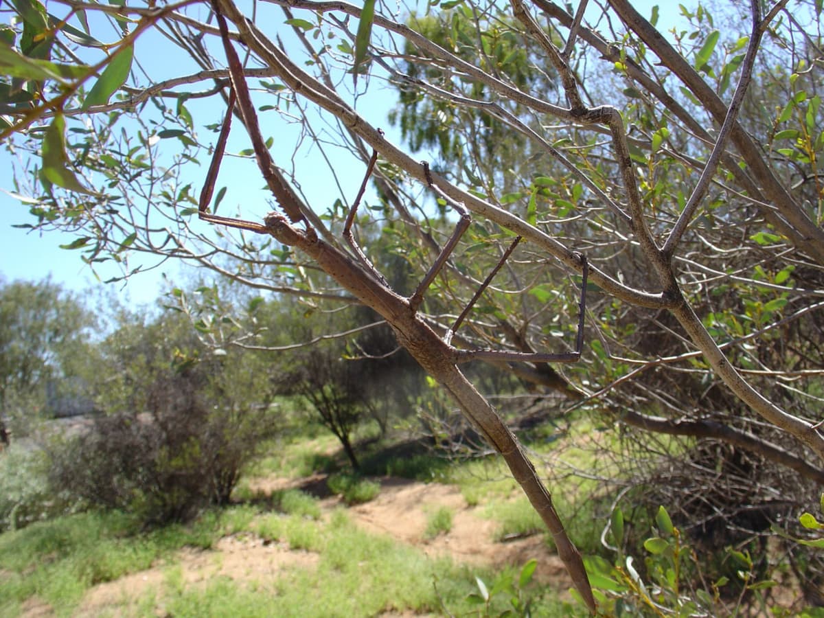Alice Springs Desert Park