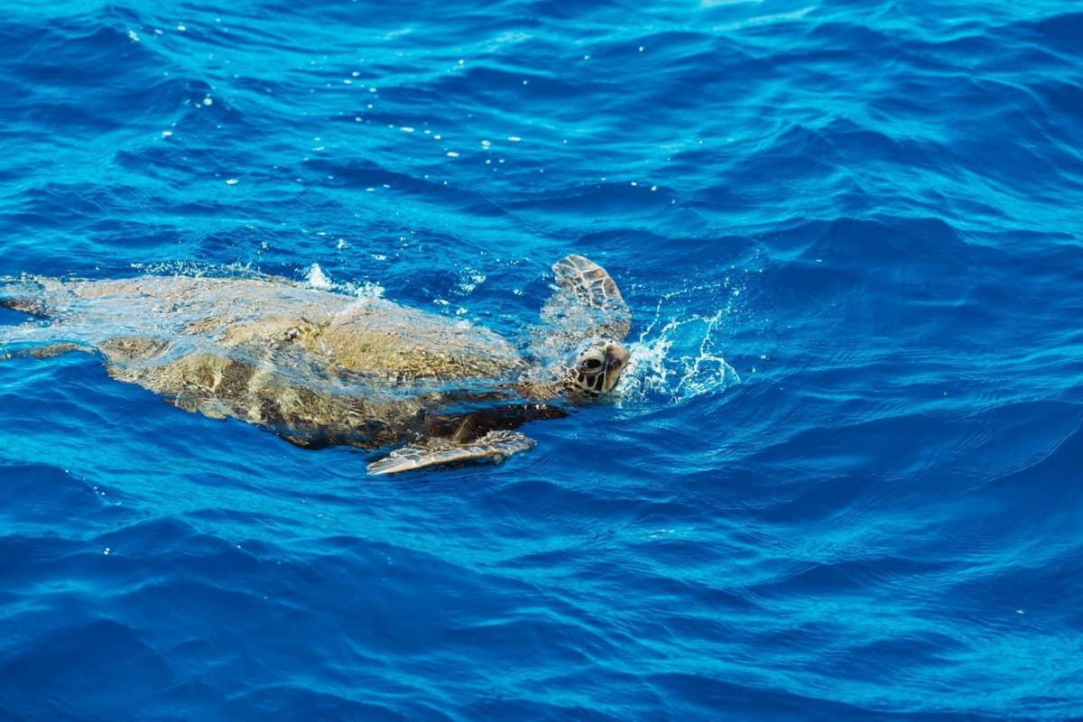 Waikiki: Daytime Glass Bottom Boat Tour