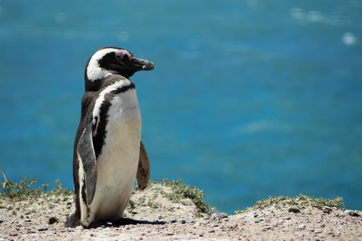 Phillip Island Nature Parks - Penguin Parade Ticket