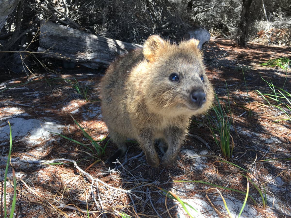 Rottnest Island Settlement Explorer Segway Tour with Round Trip SeaLink Ferry Transfer