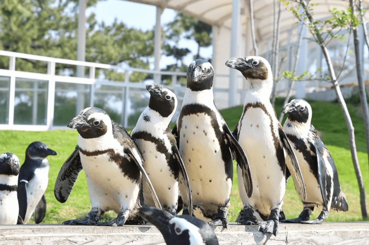 Marine World Uminonakamichi