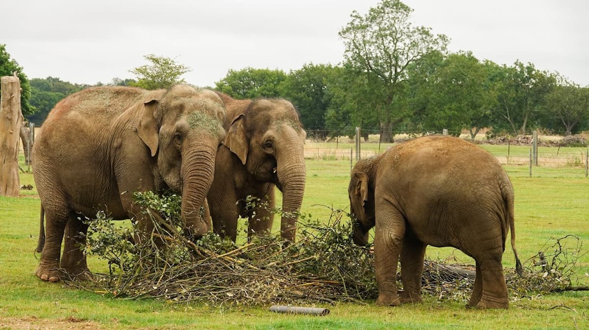 ZSL Whipsnade Zoo
