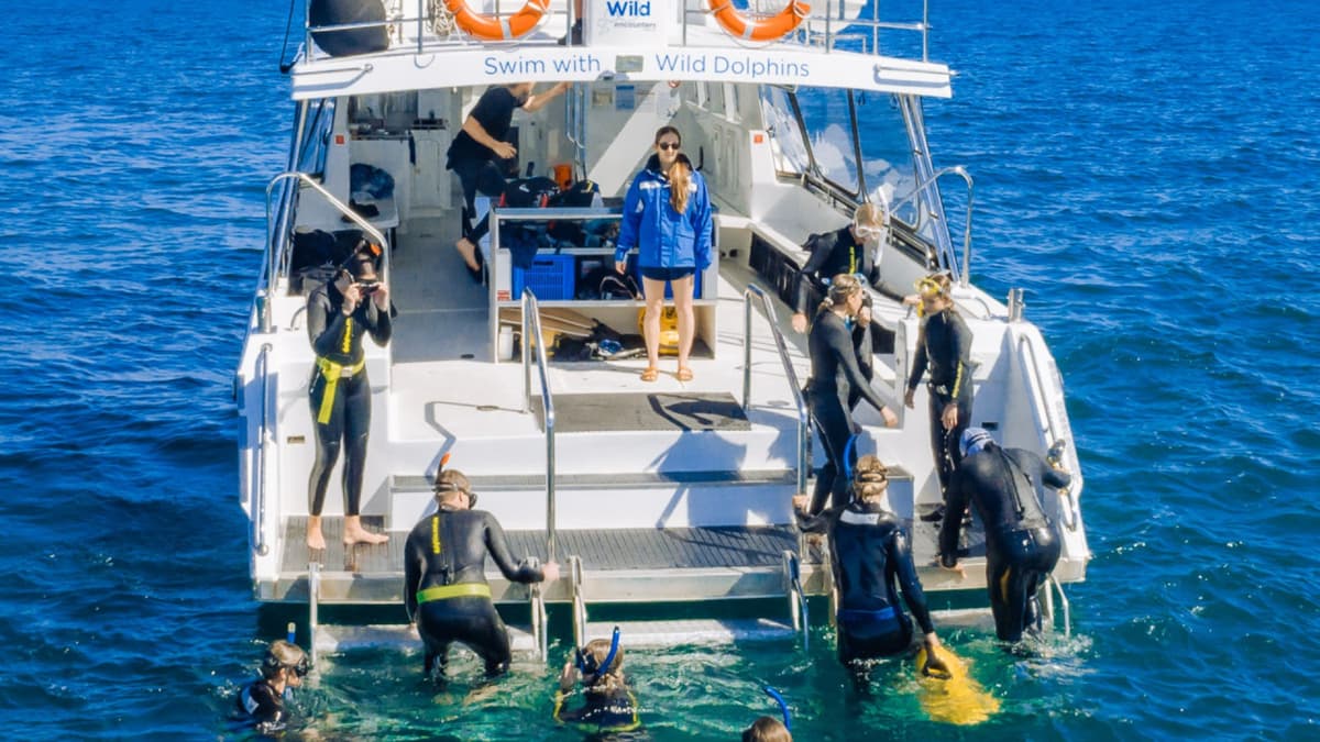 Swim with Wild Dolphins Experience at Rockingham