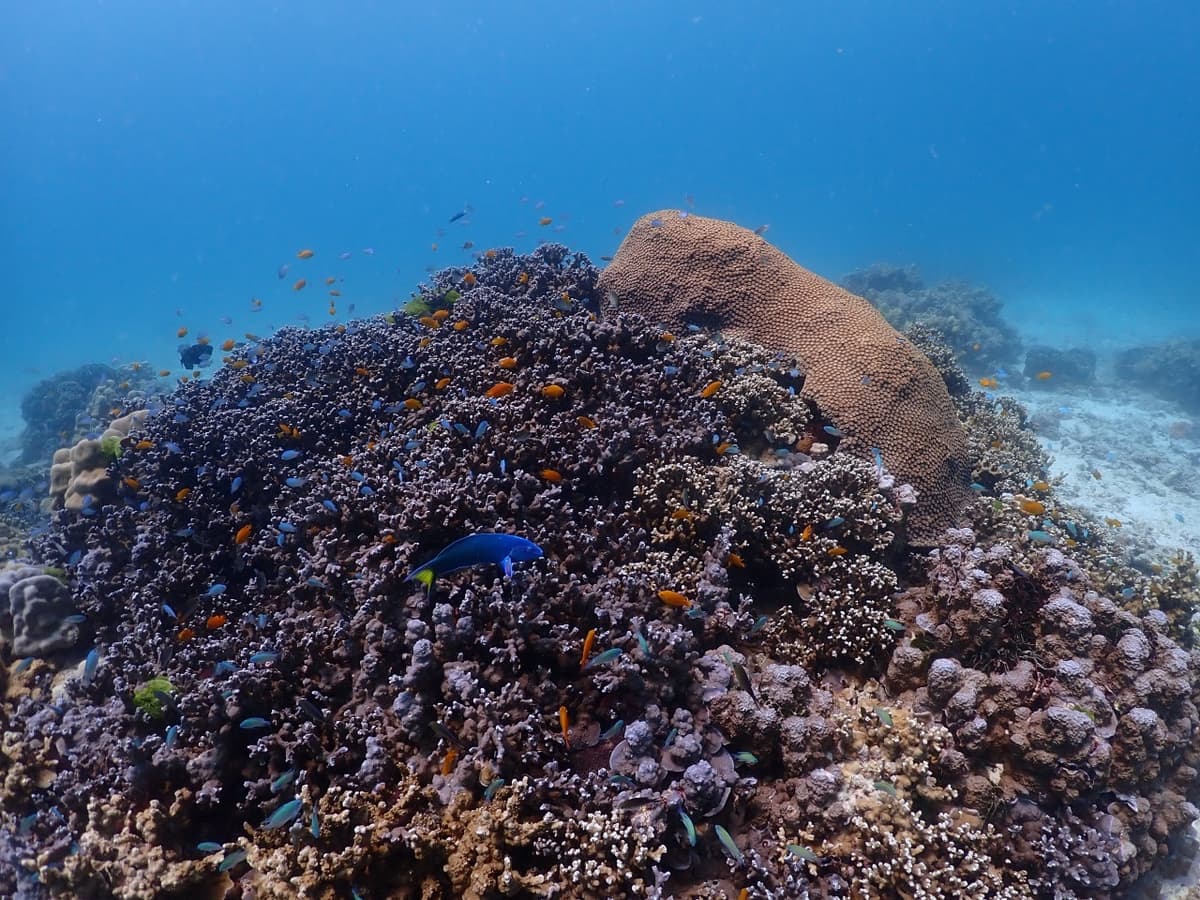 Raya Noi, Raya Yai, and Maiton Island Snorkelling Tour from Phuket