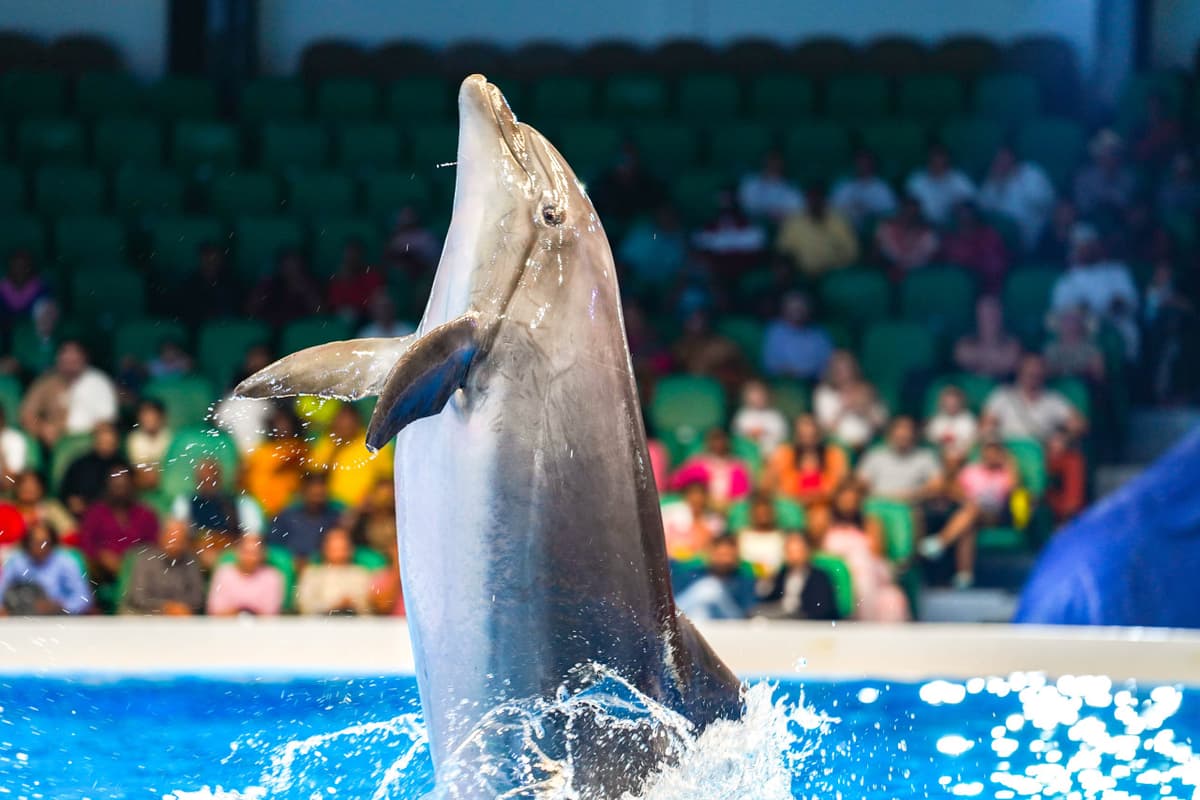 Dubai Dolphinarium Ticket