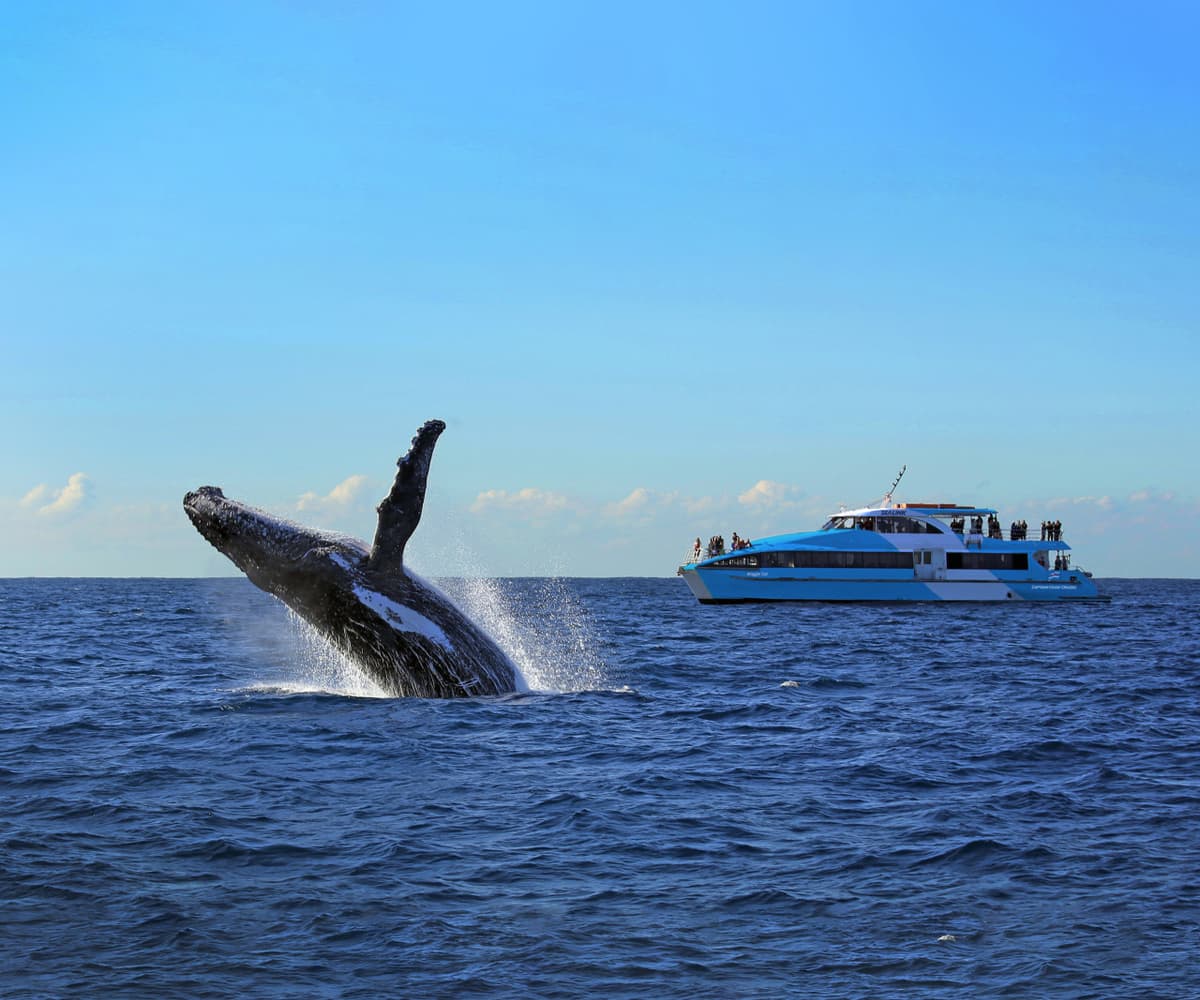 Sydney Harbour Whale Watching Cruise aboard Captain Cook Cruises