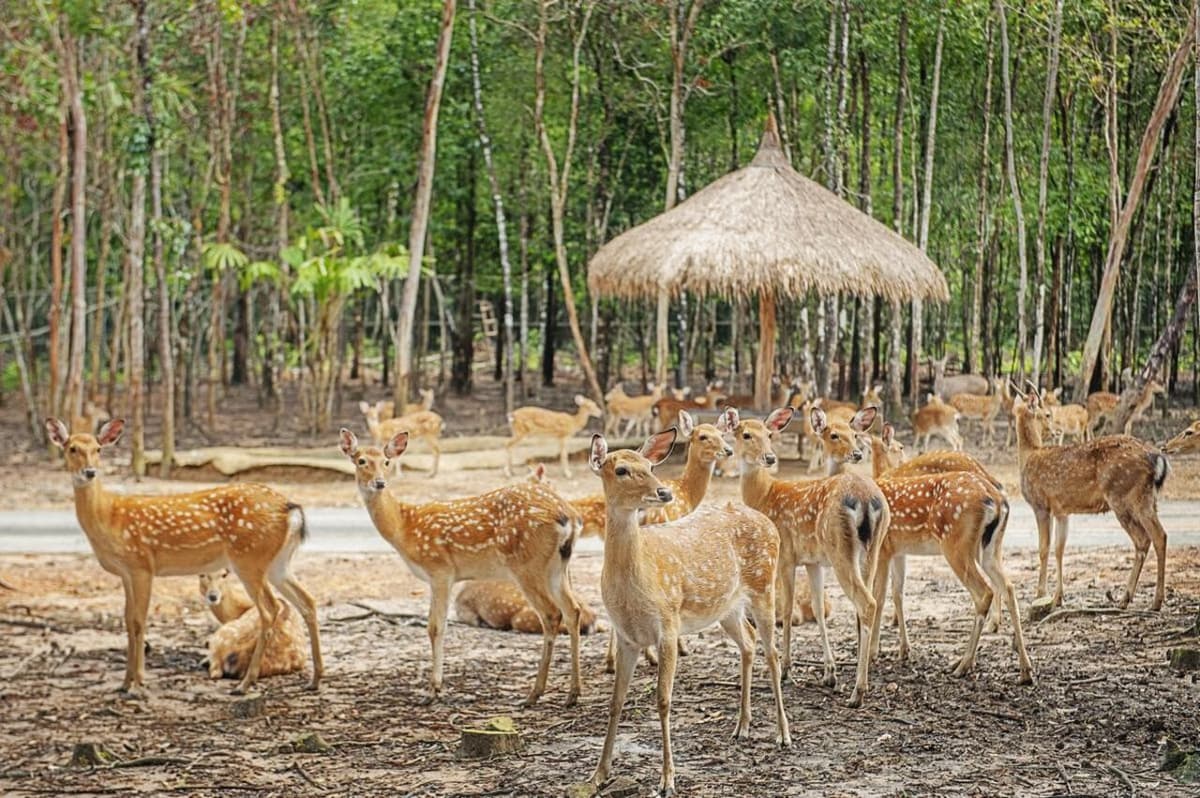 Vinpearl Safari Phu Quoc Ticket
