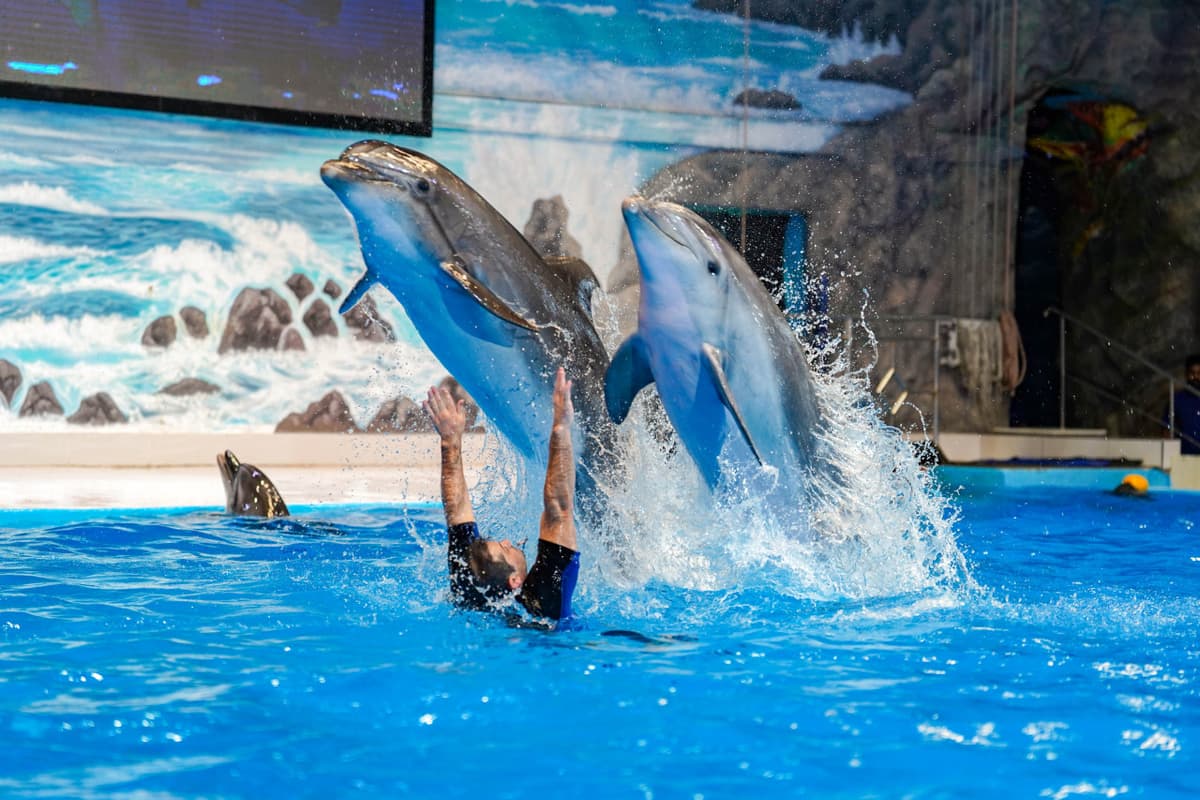 Dubai Dolphinarium Ticket