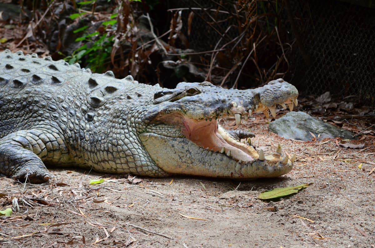 Cape Tribulation and Daintree Wilderness Full-Day Tour