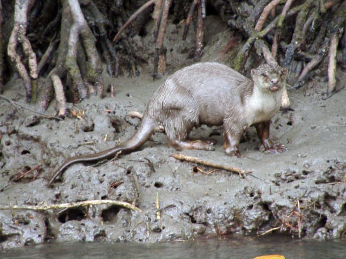 Langkawi Mangrove Cruise and Snorkeling