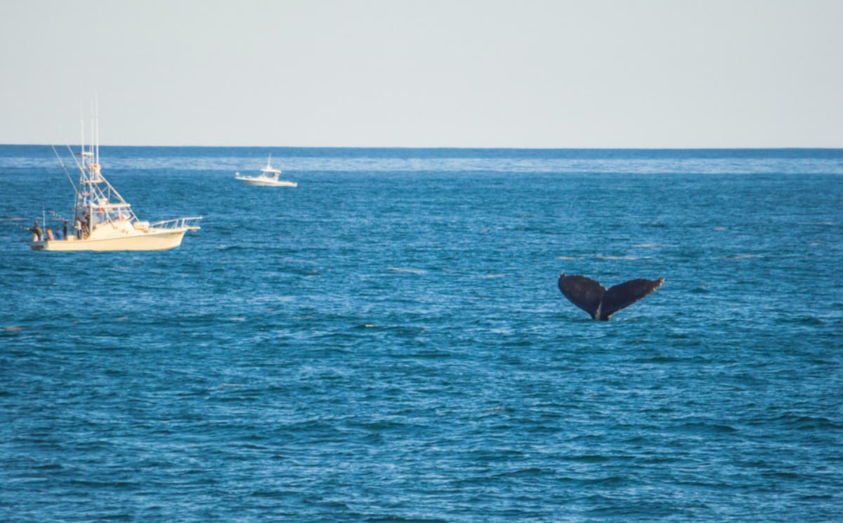 Boston Harbor Whale Watch Cruise