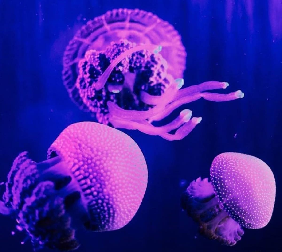 Underwater World Langkawi Ticket
