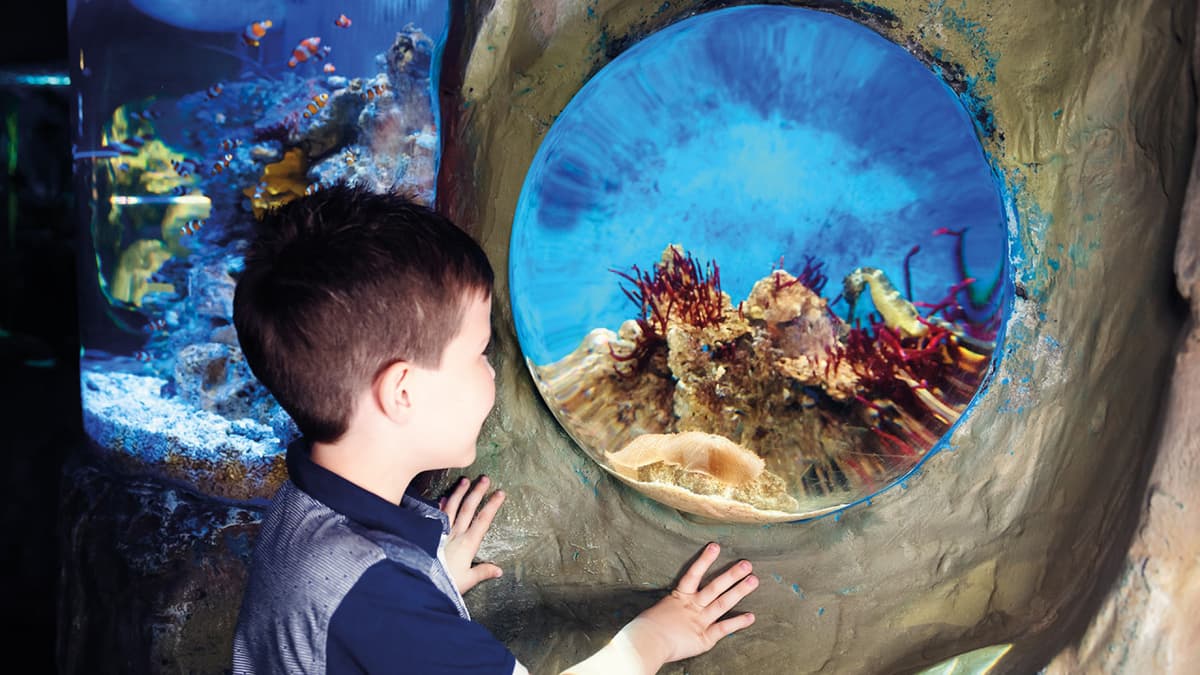SEA LIFE London Aquarium Ticket
