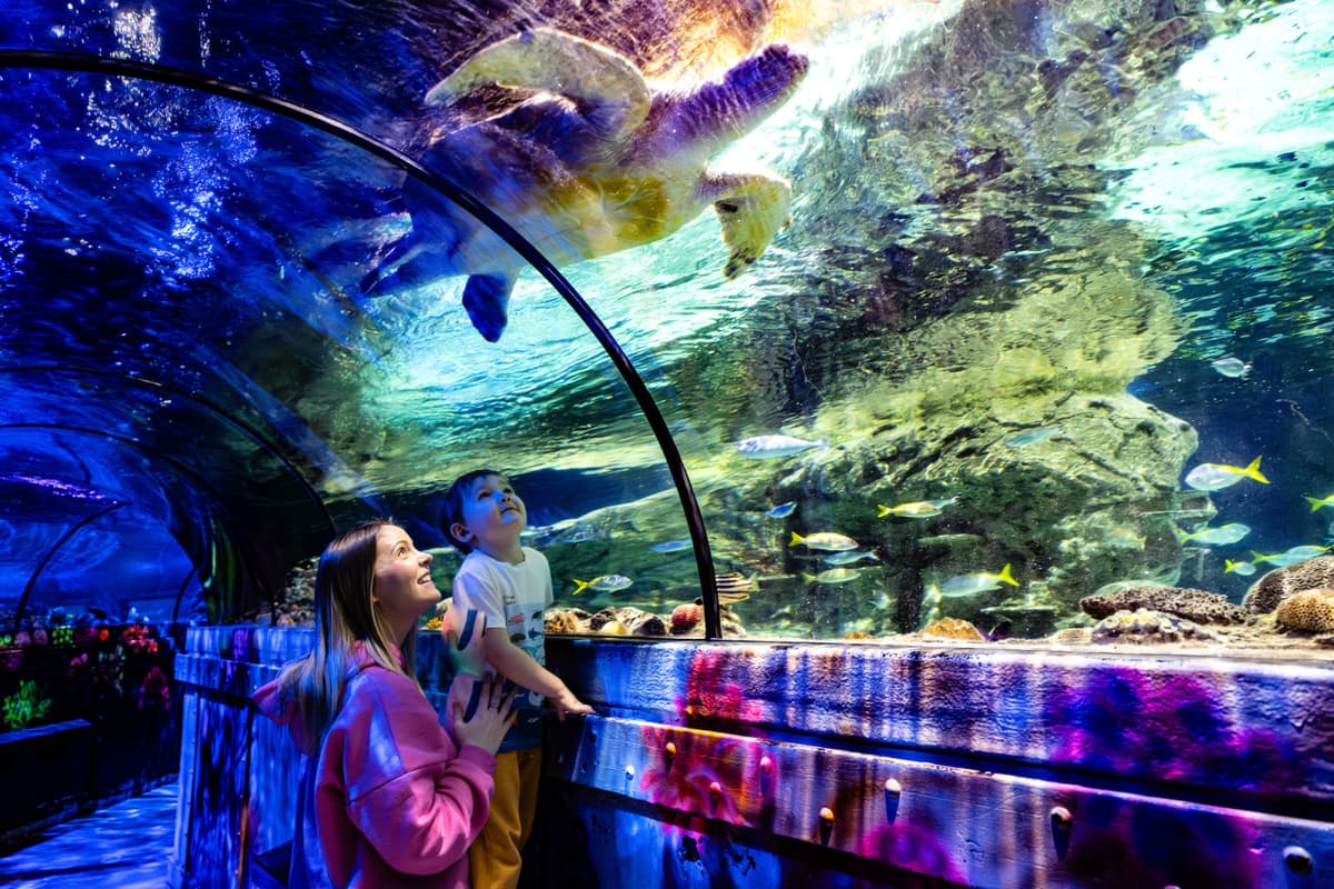 SEA LIFE Brighton Ticket
