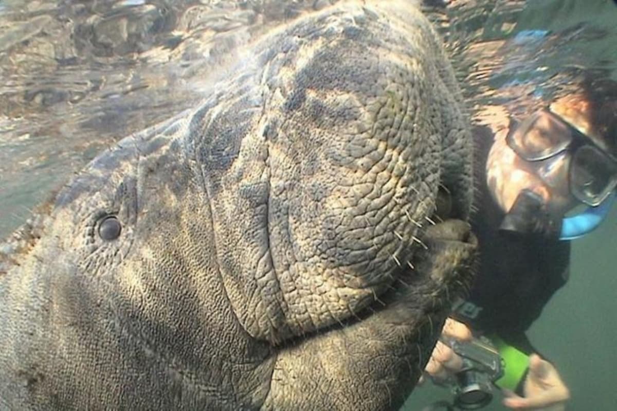 Florida Nature Coast Tour: Crystal River with Manatees Snorkelling, Homosassa State Park