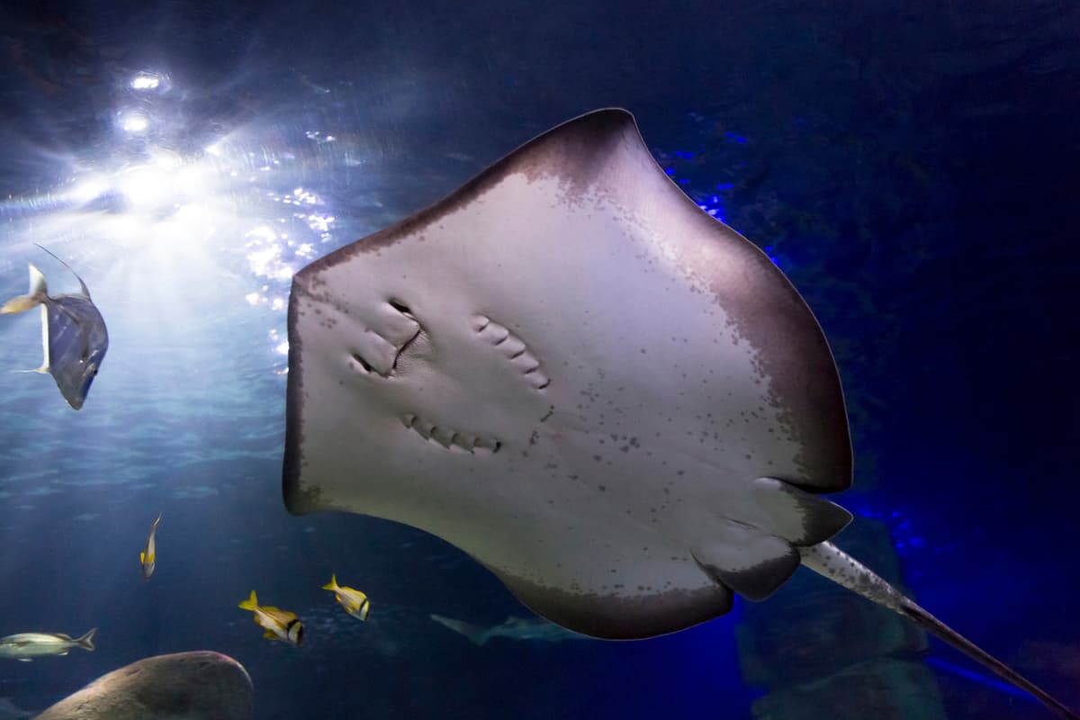 SEA LIFE Konstanz Aquarium Ticket