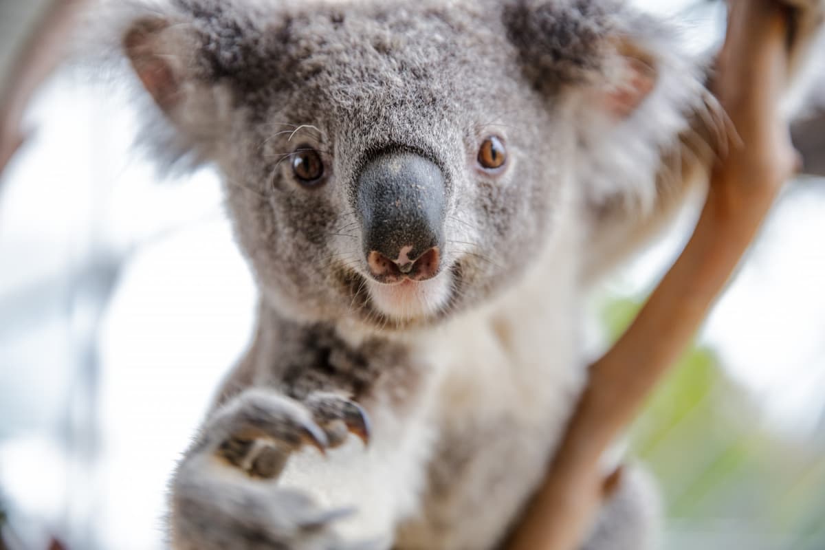 WILD LIFE Sydney Zoo Direct Entry Ticket