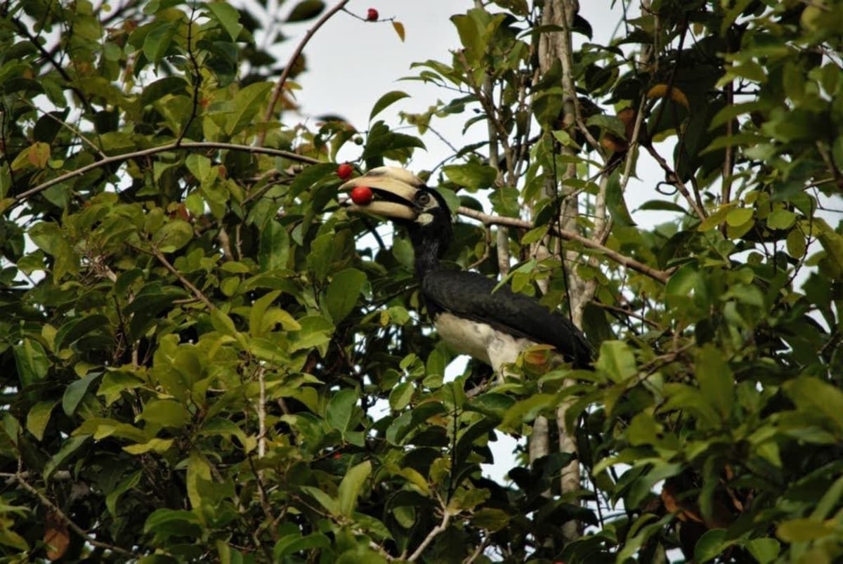 Langkawi Birdwatching Experience with Round Trip Transfer
