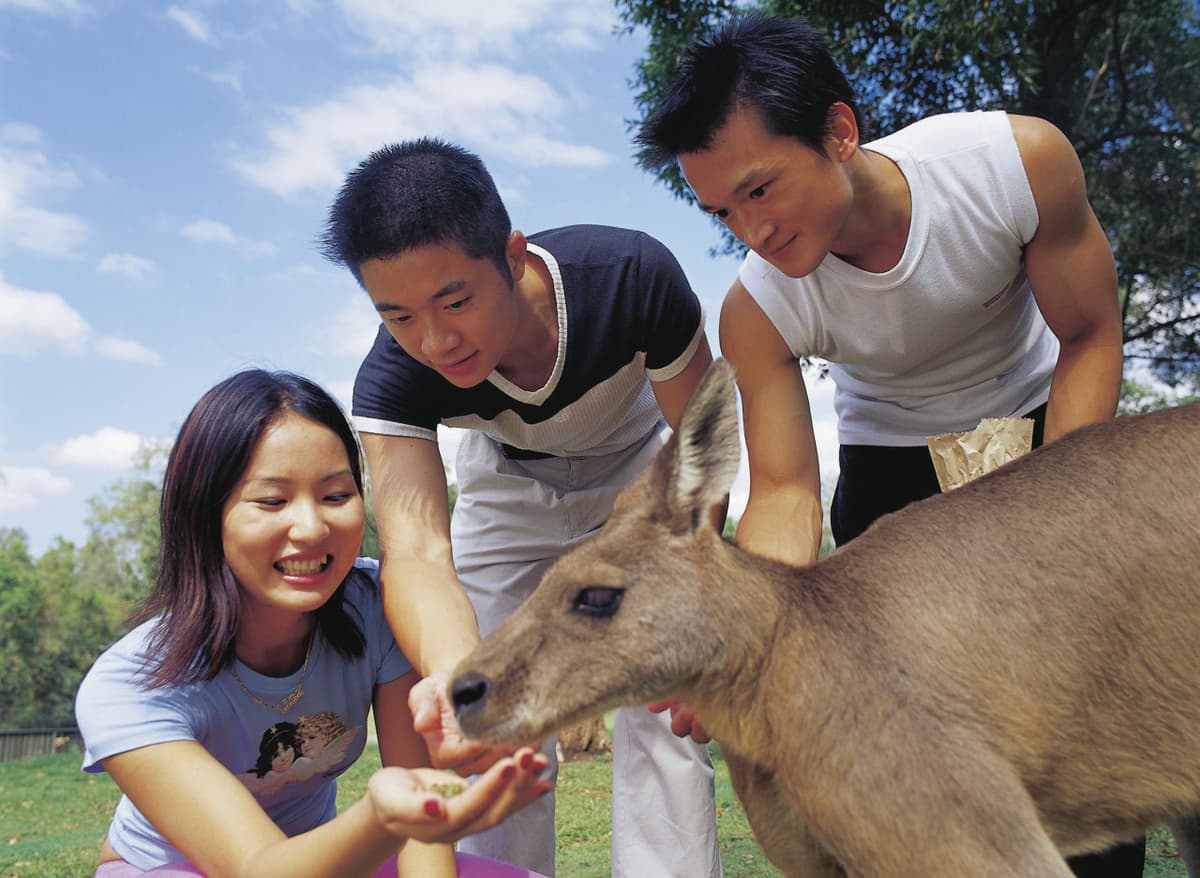 Lone Pine Koala Sanctuary Entry Ticket with Cruise