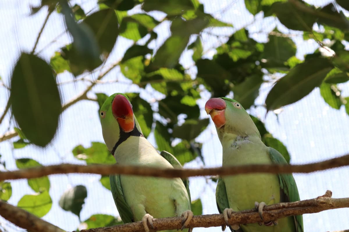 Birdworld Kuranda