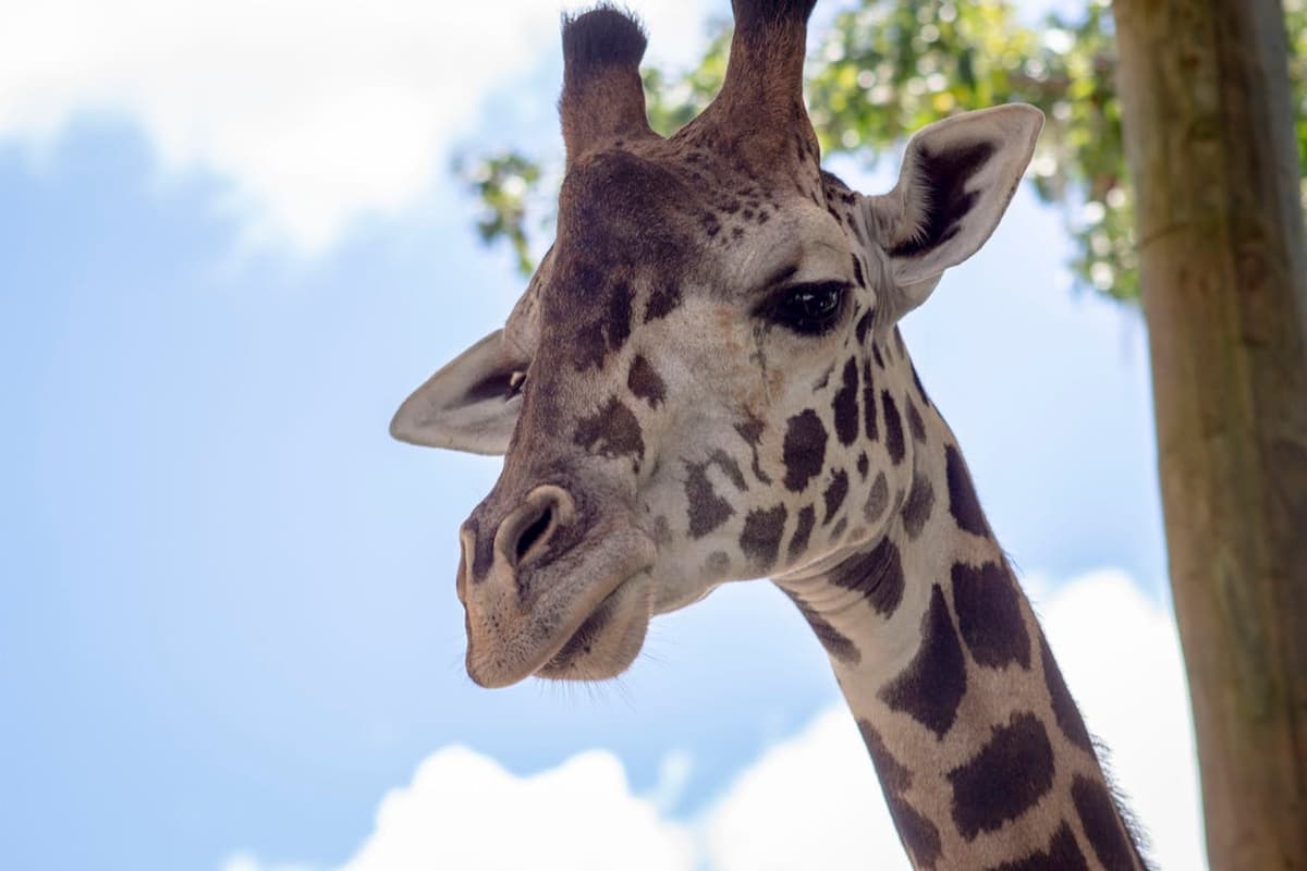 Central Florida Zoo & Botanical Gardens Ticket