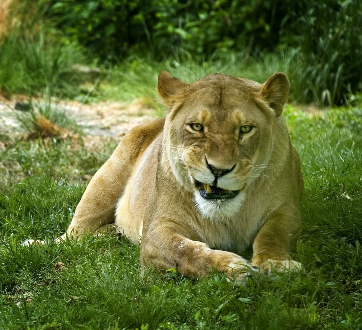 Bronx Zoo