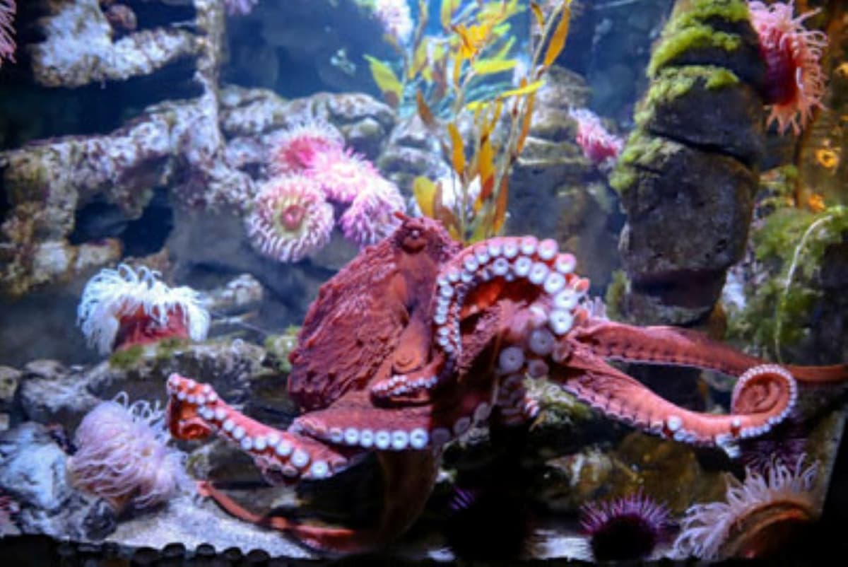 New England Aquarium Ticket