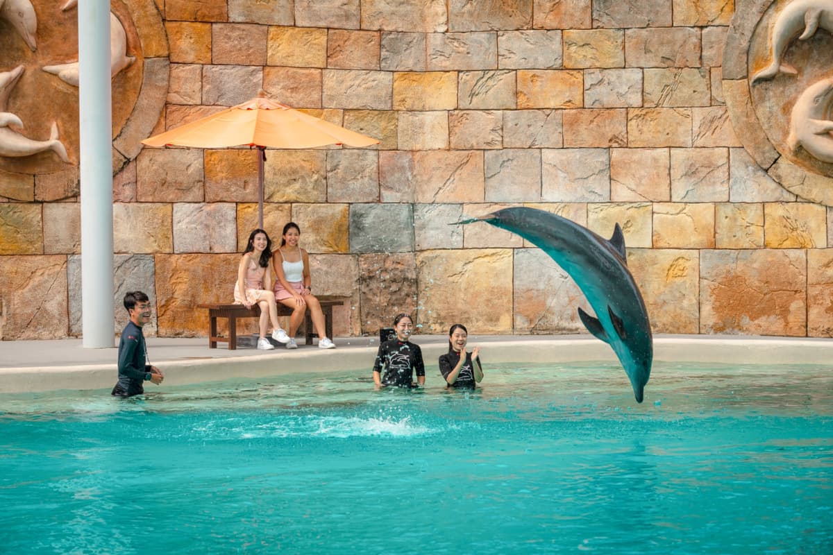 Dolphin Experiences at Marine Mammal Habitat Sentosa