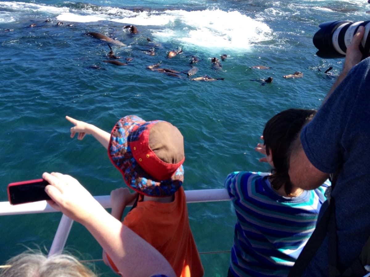 Phillip Island Seal Watching Cruise