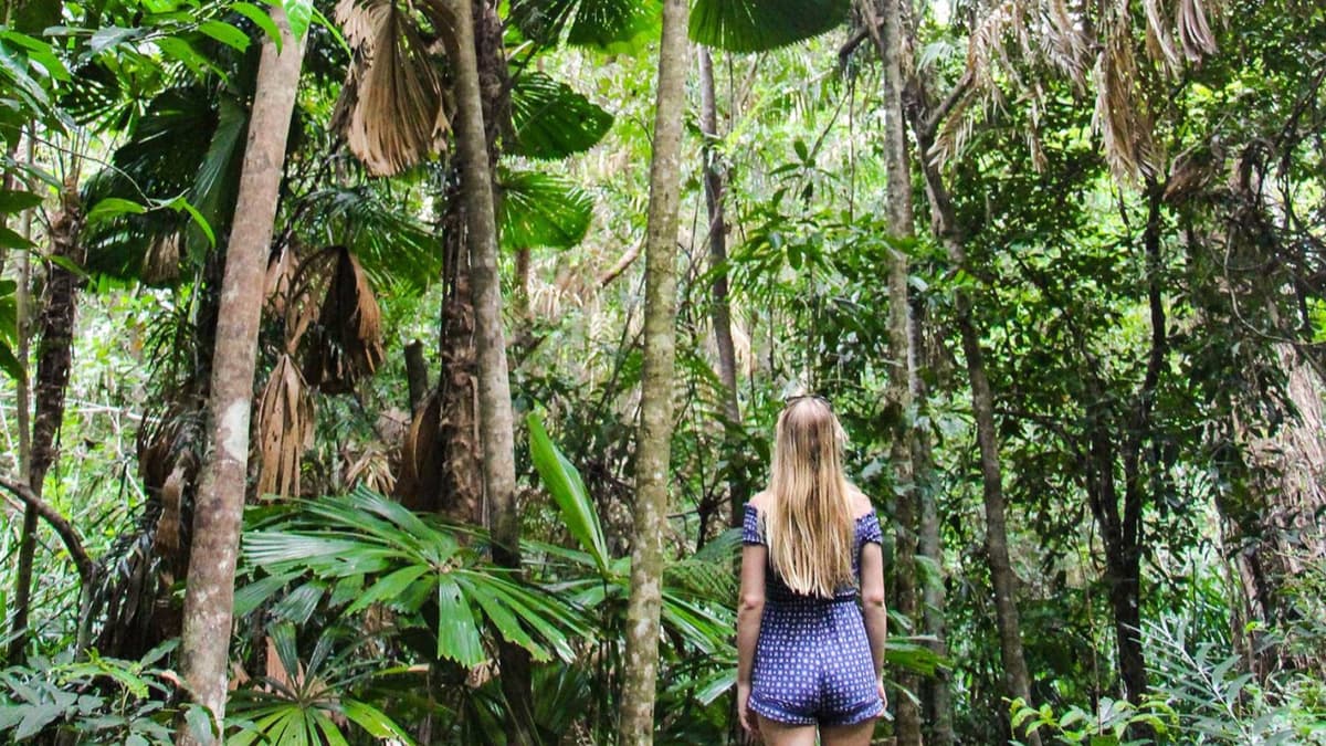 Cape Tribulation and Daintree Wilderness Full-Day Tour