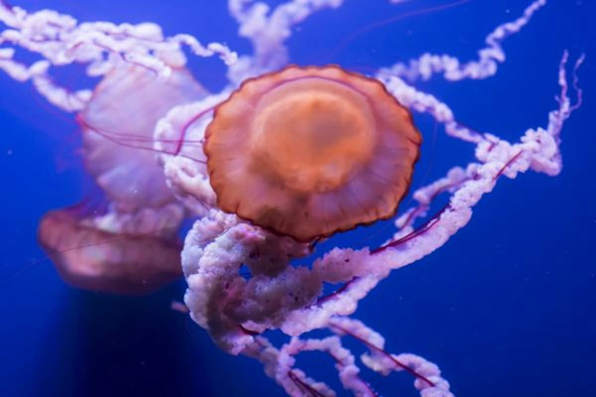 Seville Aquarium Ticket