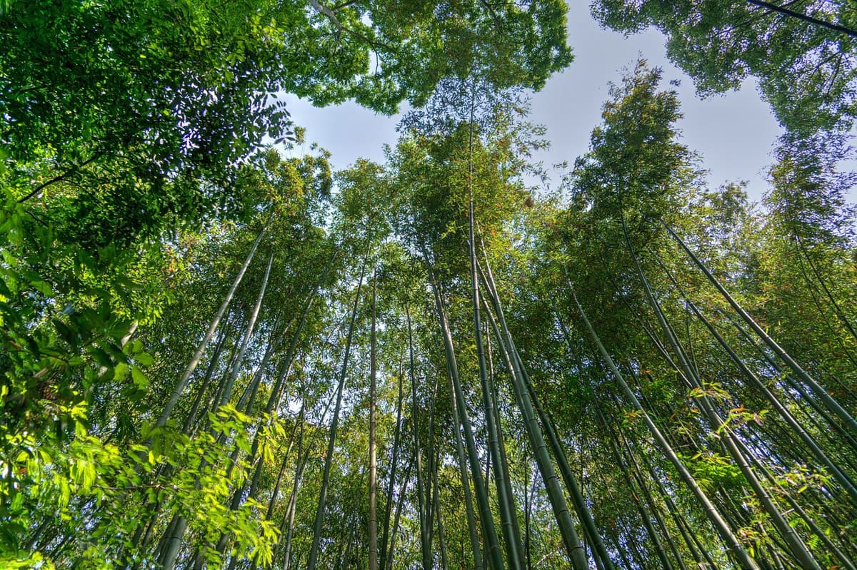 Sagano Bamboo Grove and Arashiyama Half-Day Walking Tour
