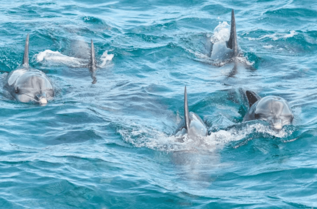 Port Stephens Dolphin Watch and Eco Adventure Cruise
