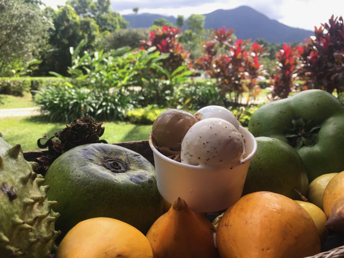 Cape Tribulation and Daintree Wilderness Full-Day Tour