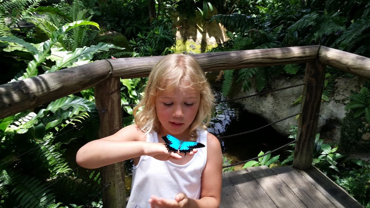 Australian Butterfly Sanctuary