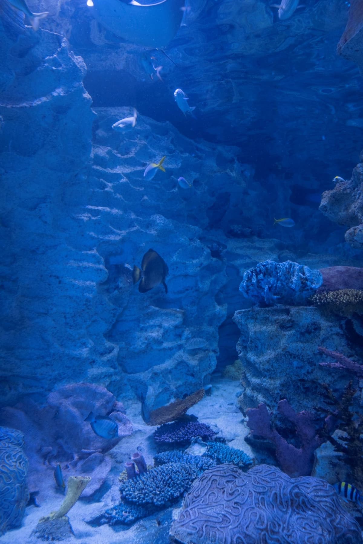 Emaar Aquarium and Underwater Zoo Ticket
