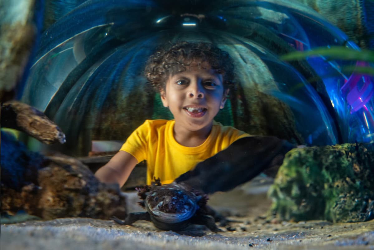 SEA LIFE Orlando Aquarium Ticket