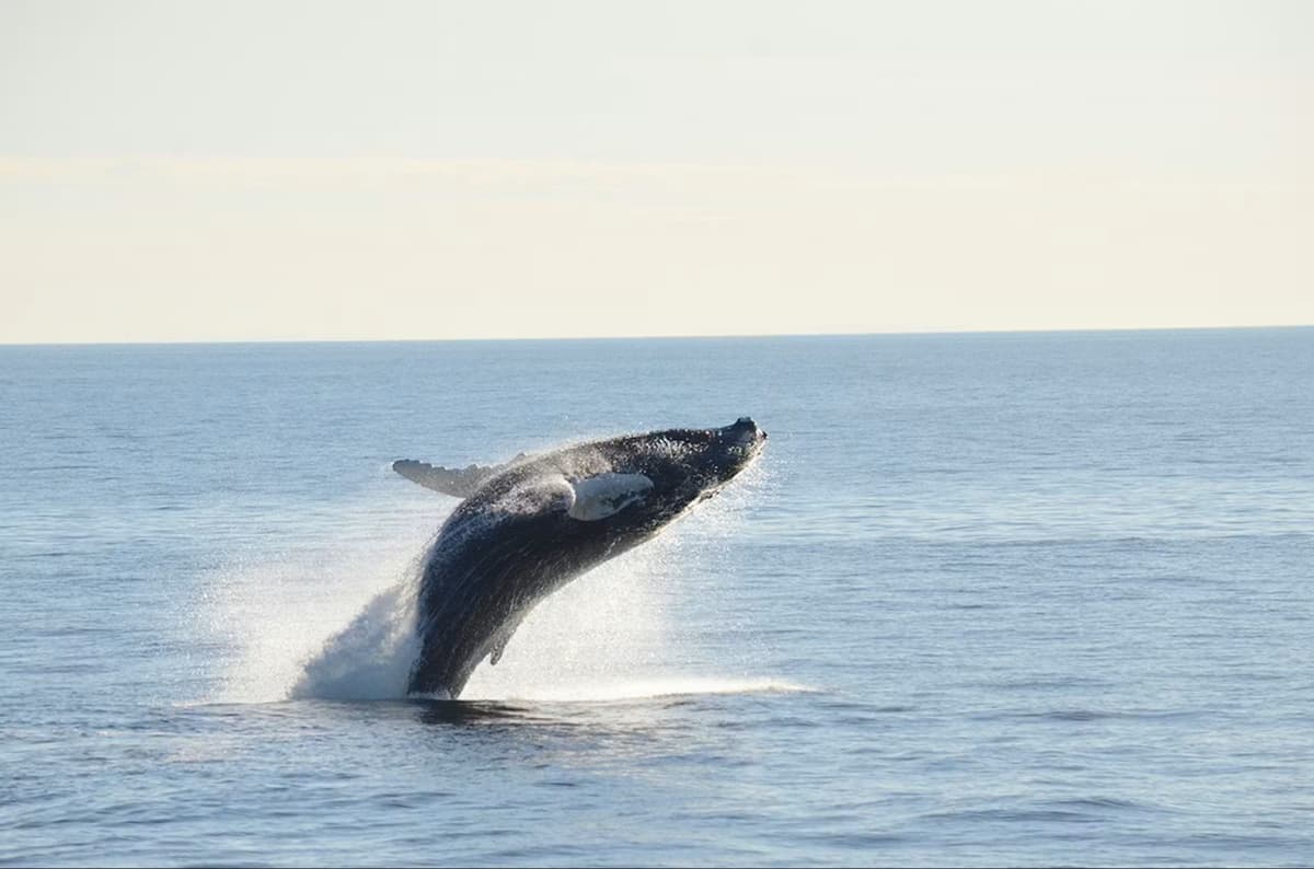 Boston Harbor Whale Watch Cruise