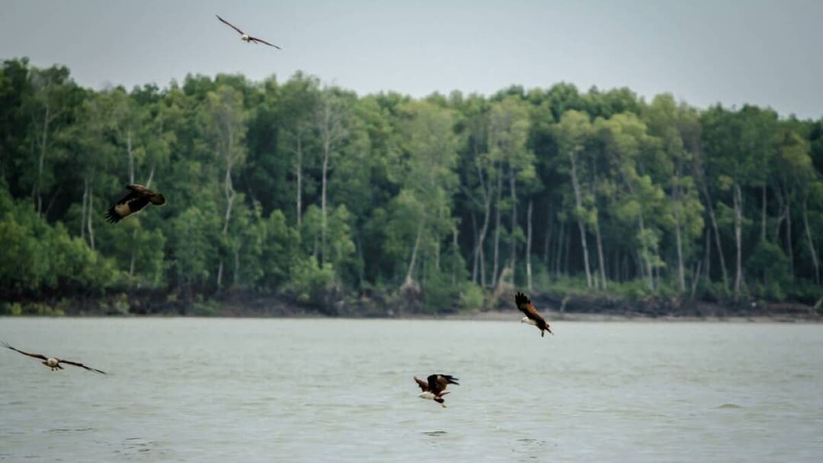 Eagle Watching Experience in Kuala Selangor